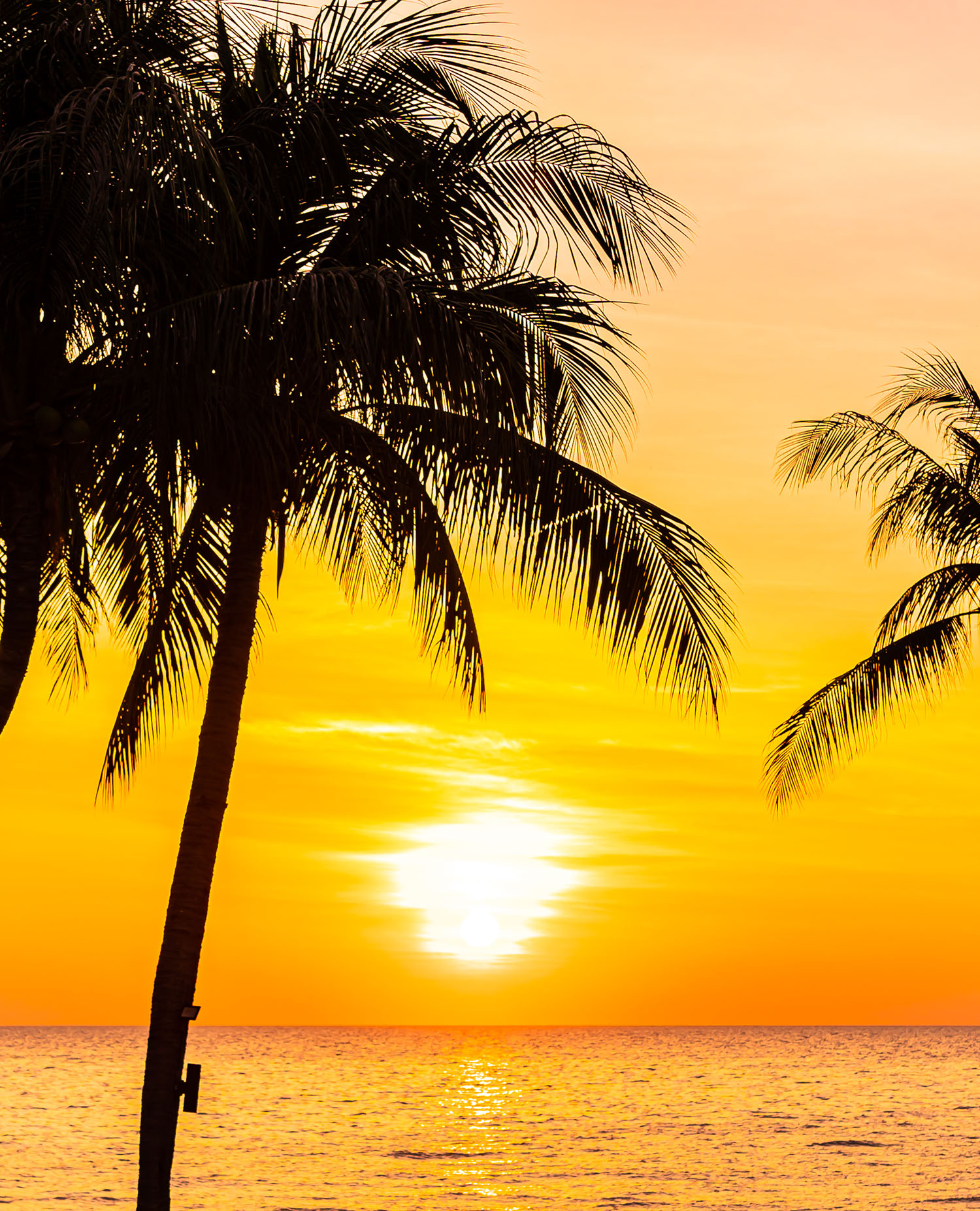 Beautiful landscape of sea ocean with silhouette coconut palm tree at sunset or sunrise for nature background
